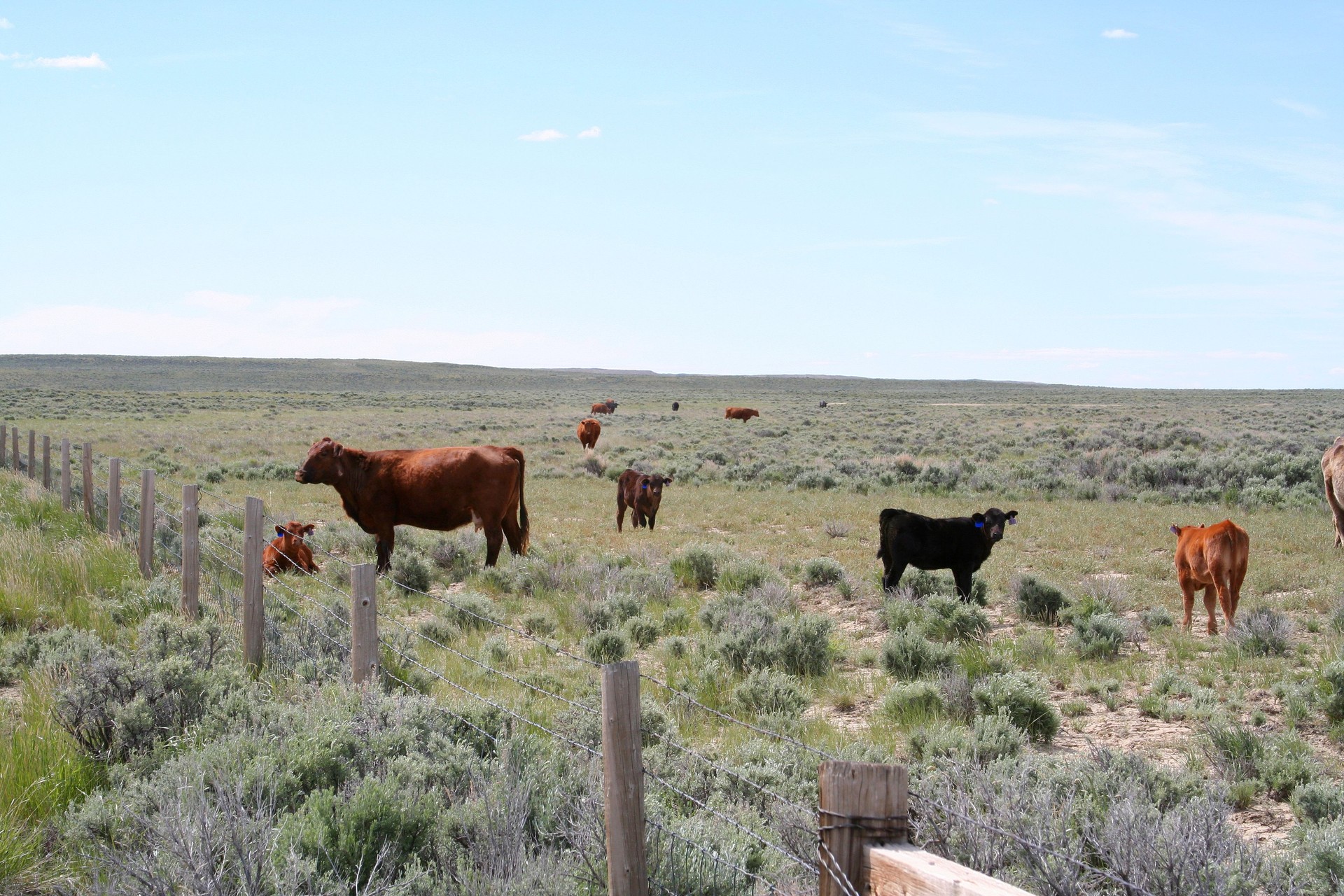 Black and Red Angus Grazing